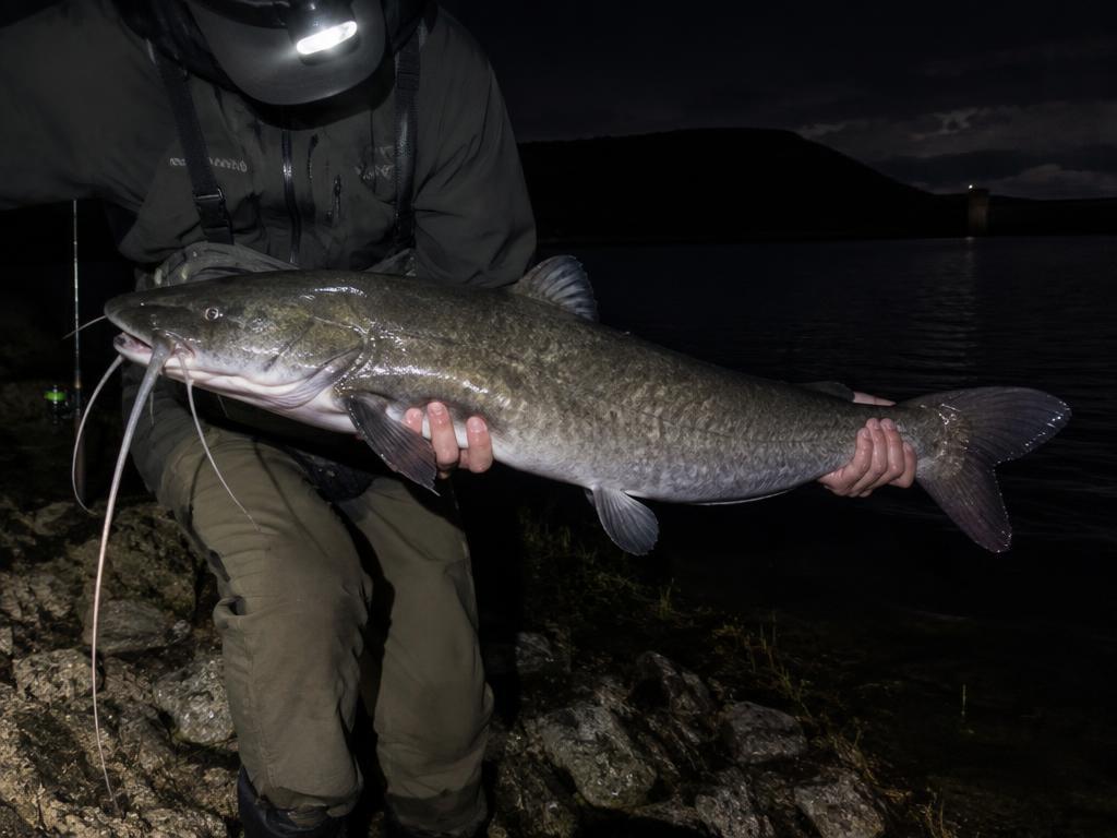 Barbel catch